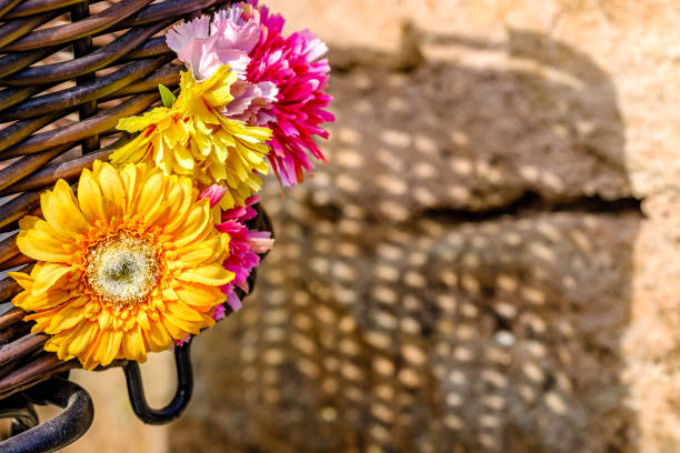 beautiful natural flower - close up - photo