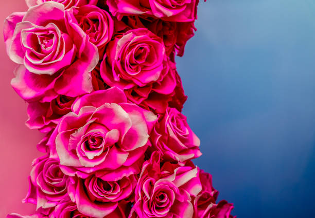 beautiful natural flower - close up - photo