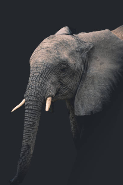 istock Close-up of an elephant isolated on clean dark background looking at camera, with space for text. 1470322937