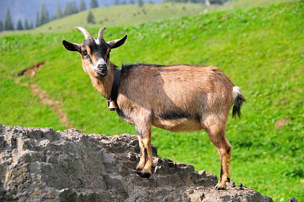 Young Pygmy goat on rock stock photo