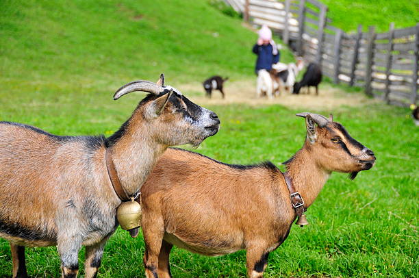 Two Pygmy Goats (Capra Hicus) stock photo