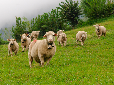 Small flock of sheep in Swiss Alps