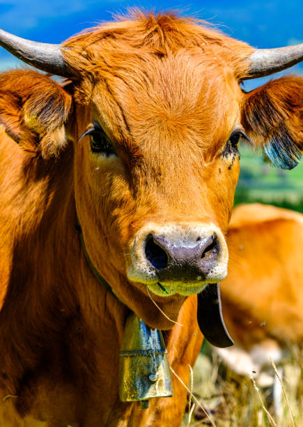 istock nice cow at the european alps 1470324036