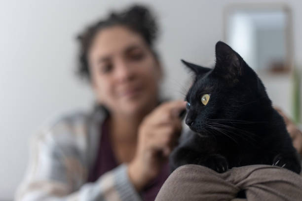 Latin woman combing pet black cat at home