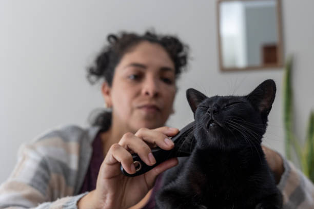 istock Woman combing pet black cat at home 1470324069