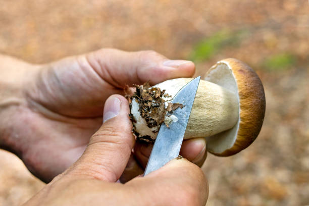 istock A man cleans a mushroom with a knife. 1470324198