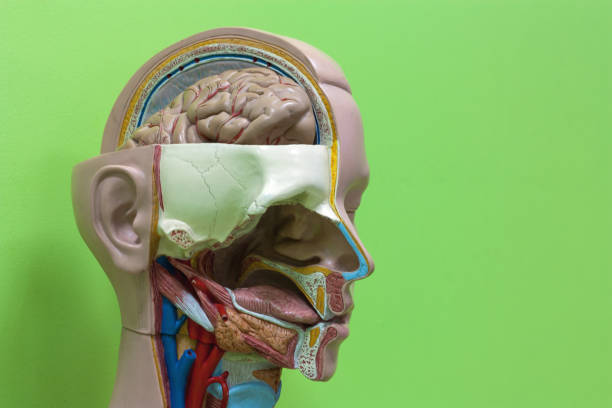 30+ Sinus Venous Stock Photos, Pictures & Royalty Biology Diagrams