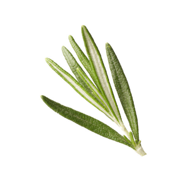 istock Aromatic fresh green rosemary isolated on white 1470324380
