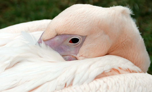 Goose with a blue eyes peeking through the feathers