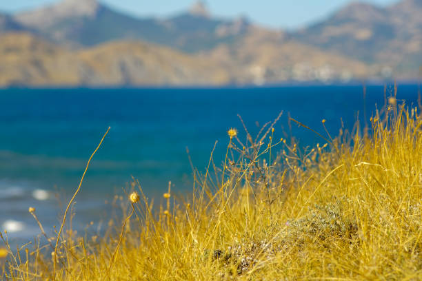 Yellow field with flowers on the shore of the blue sea against the backdrop of beautiful brown mountains and a small town