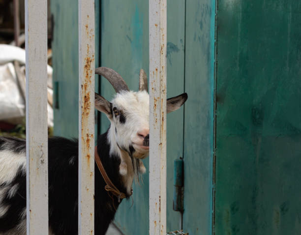 istock Goat behind a vertical fence. Domestic goat. 1470325939