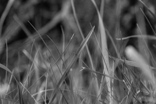 istock Black and white photo of grass. 1470326514