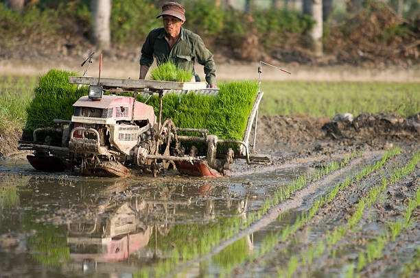 istock Rice Planter and Farmer in Taiwan 147032667