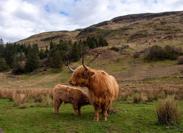 istock Highland Coos in Scotland 1470326676