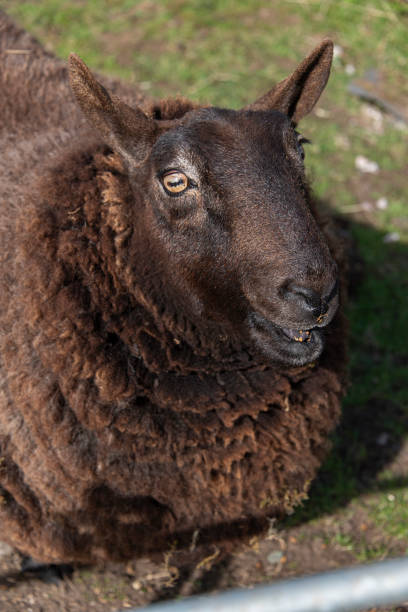 istock Brown Sheep on the Isle of Skye 1470326976