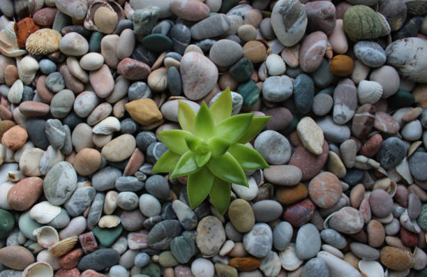 Green Succulent Leaves Of Single Jade Plant Growing On A Rocky Soil