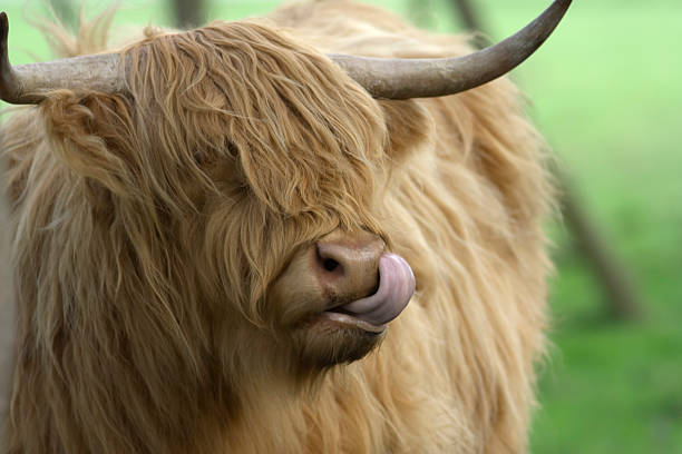 istock highland cow close up 147032726