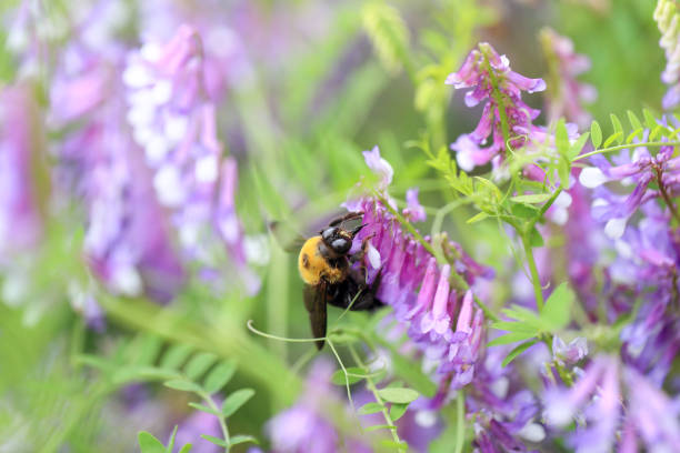 fleurs de glycine et abeille charpentière au printemps. - abeille menuisière photos et images de collection