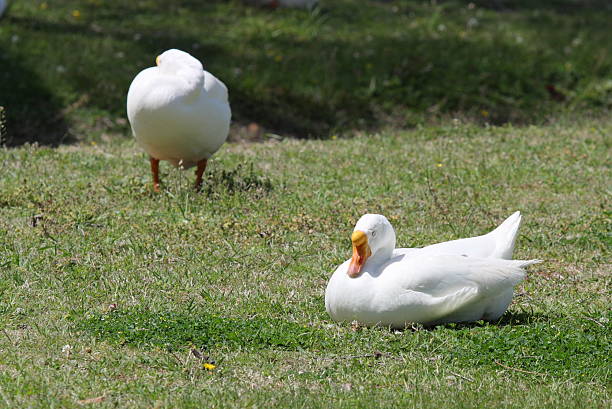 Geese stock photo