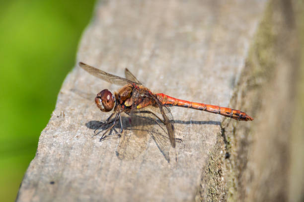 istock Common Darter dragonfliy on a wooden bridge 1470328474