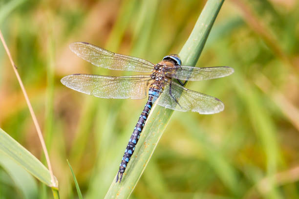 istock Migrant Hawker dragonfly on a grass reed 1470328489