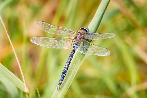The brightly coloured dragonfly rests on a green reed beside a river.