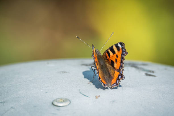The colourful butterfly taking a break from nature and resting on a metal lid.
