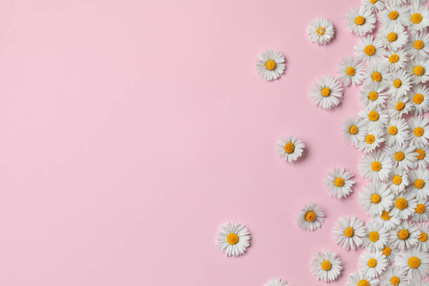 istock Many beautiful daisy flowers on pink background, flat lay. Space for text 1470328859
