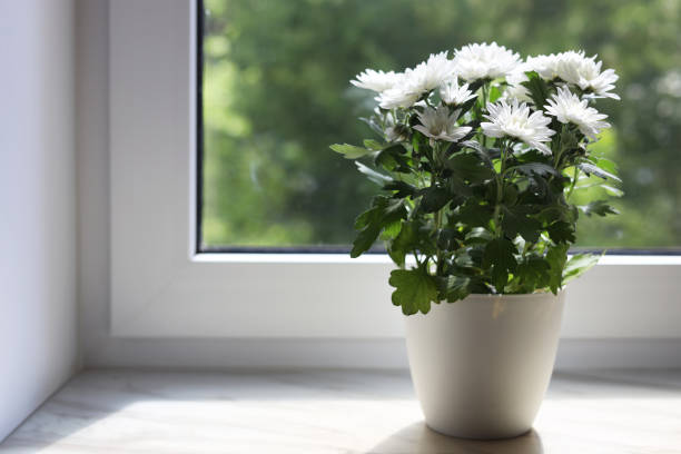 istock Beautiful potted chrysanthemum flowers on white window sill indoors. Space for text 1470329519