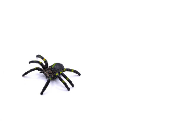 istock Plastic toy spider top view isolated on a white background. 1470331343