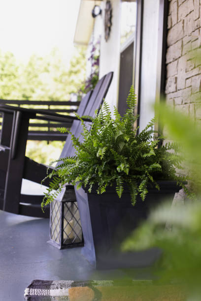 istock Boston Fern Plants on Front Porch in Summer 1470331352