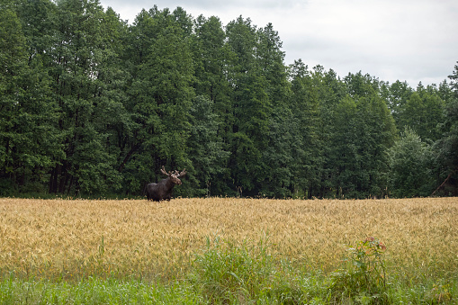 Moose in the field in a summer scenery.