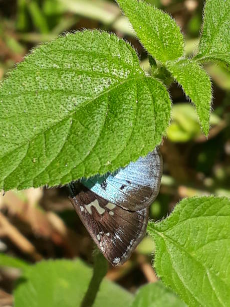 farfalla nascosta - 2999 foto e immagini stock