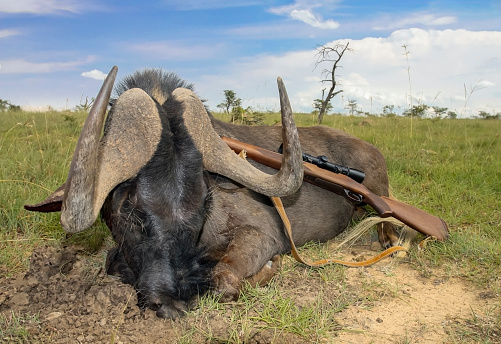 Black wildebeest and hunting rifle with a telescopic sight in traditional photograph after hasty hunt in Africa. Black wildebeest is beautiful typical hunting trophy of modern legal safari in South Africa.