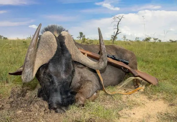 Photo of Black wildebeest and hunting rifle with a telescopic sight in traditional photograph after hasty hunt in Africa.