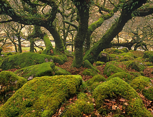wistmans bois ancienne forêt de chêne, parc national de dartmoor, royaume-uni - woods glade winter wood photos et images de collection
