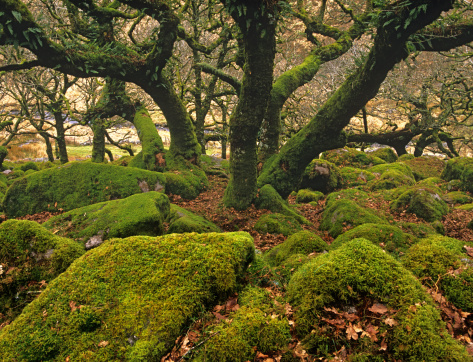 Ancient stunted oak tree and moss covered boulders in Wistmans Wood site of special scientific interest, Dartmoor national Park, UK