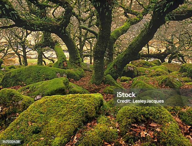 Wistmans De Madeira Carvalho Antiga Floresta Parque Nacional De Dartmoor Reino Unido - Fotografias de stock e mais imagens de Mata