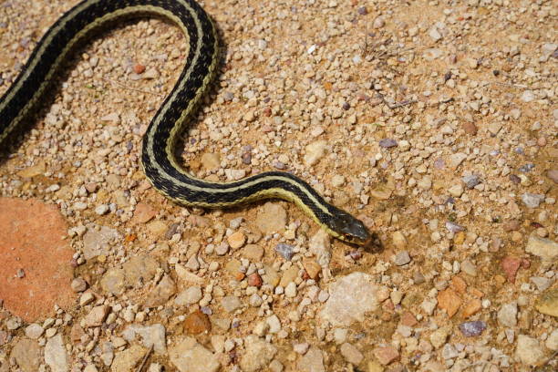istock Thamnophis Garter Snake roaming around on the ground during the summer. 1470334435