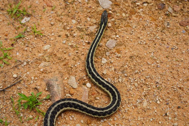 istock Thamnophis Garter Snake roaming around on the ground during the summer. 1470334642