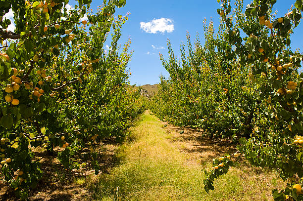 Apricot orchard stock photo