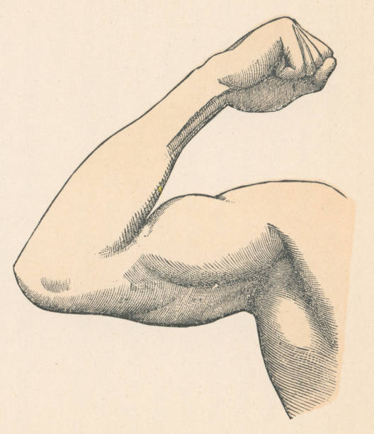 Medical illustration of a physically fit human bicep. Vintage etching circa 19th century.