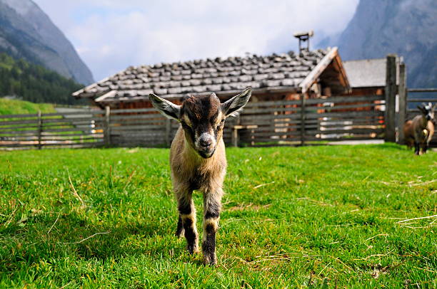 Young Pygmy goat stock photo
