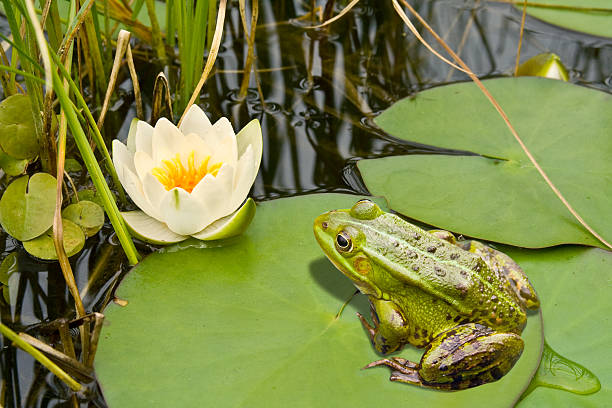 grenouille et de lis - lotus single flower water lily water photos et images de collection