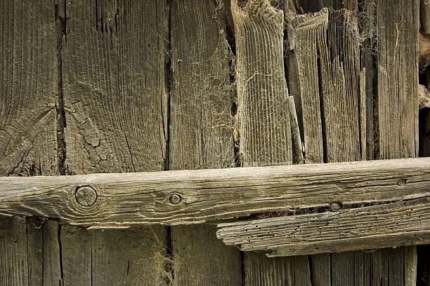 Wood and webs stock photo