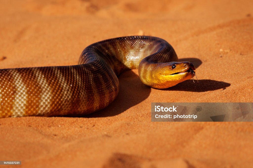 Woma Python Aspidites Ramsayi Also Ramsays Python Sand Python Or Woma ...