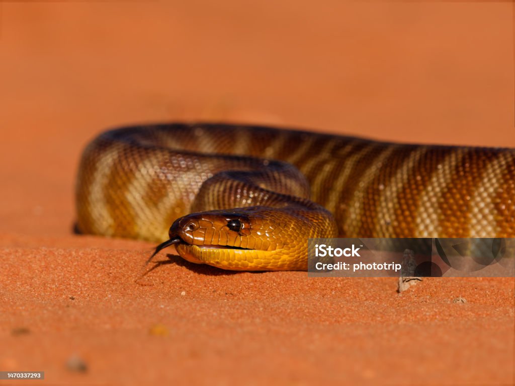 Woma Python Aspidites Ramsayi Also Ramsays Python Sand Python Or Woma ...