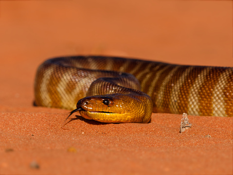 Woma Python Aspidites Ramsayi Also Ramsays Python Sand Python Or Woma ...