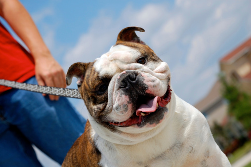 A happy, panting, brown and white English Bulldog on a leash enjoys a walk around the neighborhood. The dog owner/walker is wearing a red shirt with blue jeans and can be seen holding the leash in the background. The weather is sunny with some clouds in the blue sky.