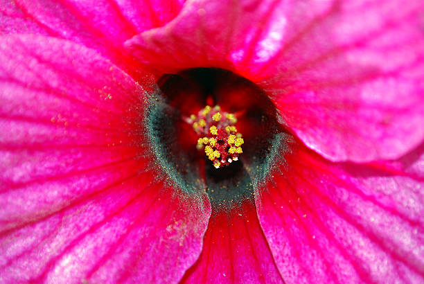 istock Pink flower in Chapada Diamantina National Park 147033808